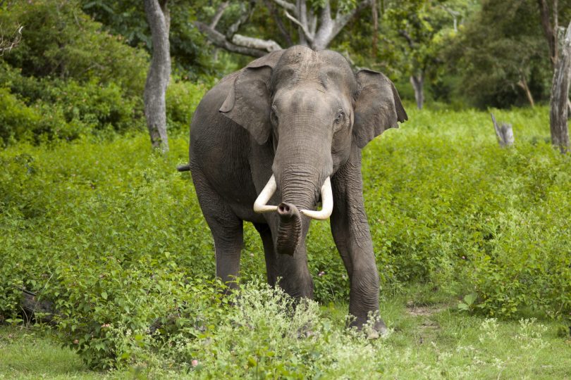 जंगली हात्तिको आक्रमणबाट एकजानको मृत्यु