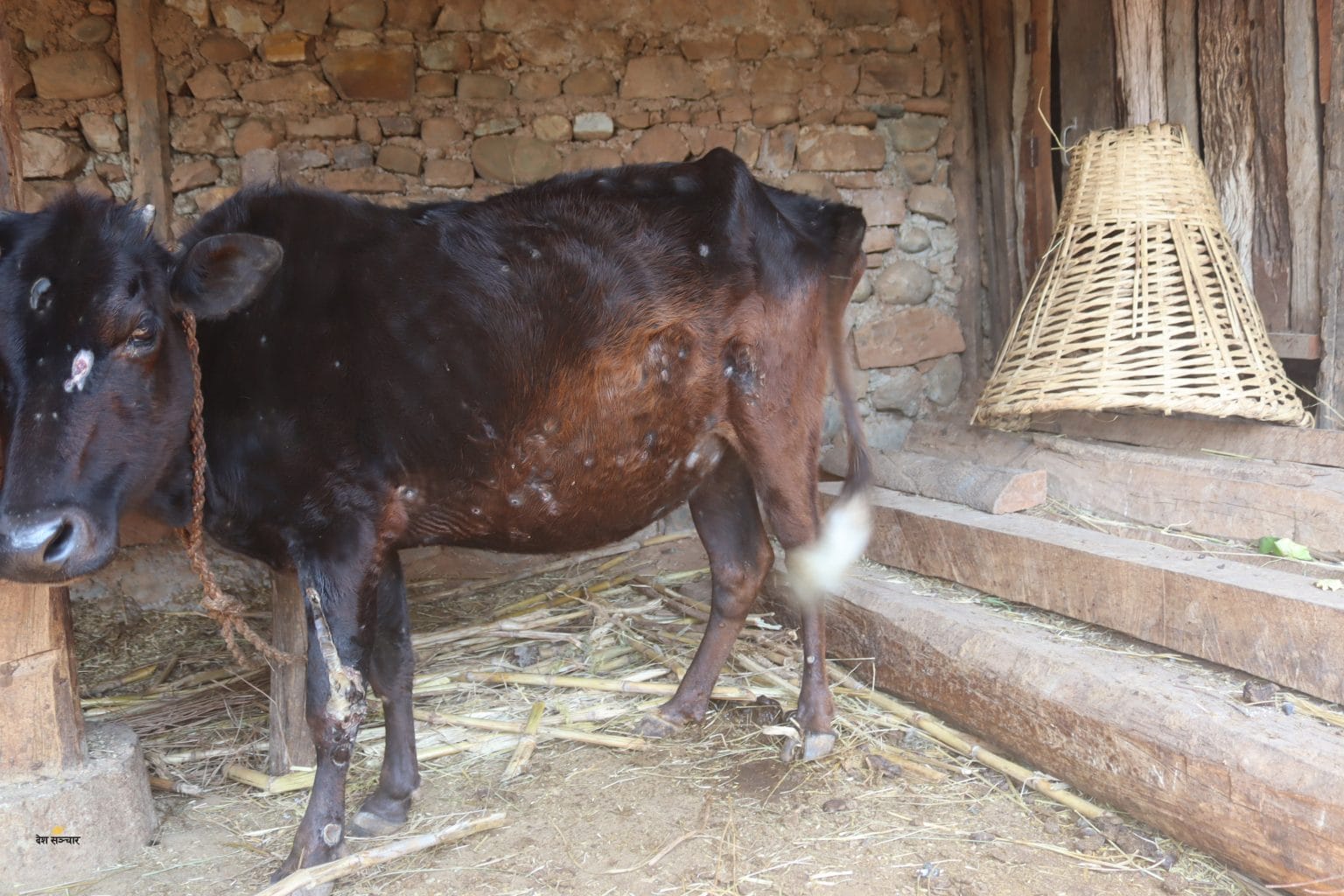 लम्पि स्किनको चपेटामा किसान, रोपाईं कसरी गर्ने भन्ने चिन्ता थपिँदै