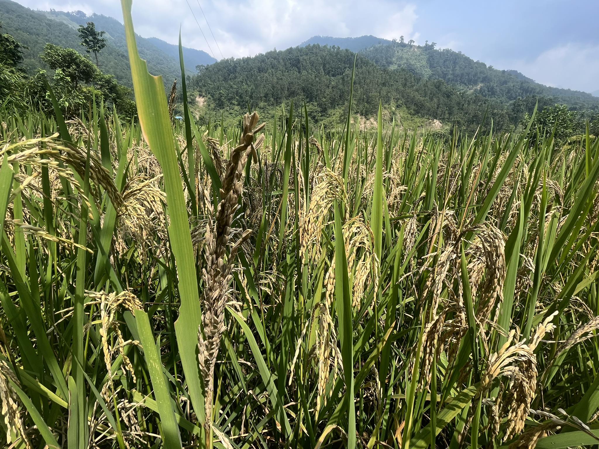 धानको बाला कलिलैमा सुक्न थालेपछि सिन्धुलीका किसान चिन्तित