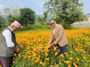 जनज्योति मावि फोस्रेटारका विद्यार्थीहरु ‘पढ्दै कमाउँदै’