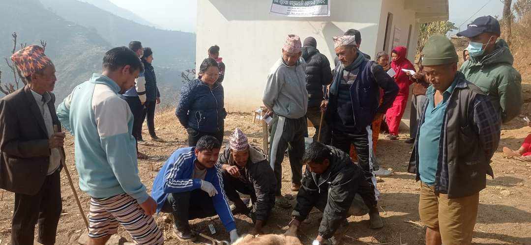 फिक्कलमा नि:शुल्क पशुपंक्षी स्वास्थ्य शिविर