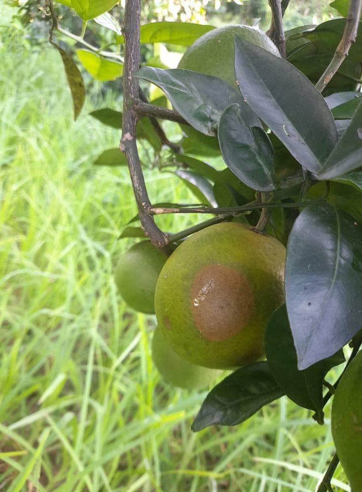 सुँडे पुतलीबाट फल जोगाउन गोलन्जोरको नयाँ योजना, पुतली मारेर बुझाउनेलाई २ रुपैयाँ पुरस्कार