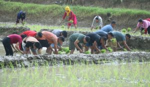 सिन्धुलीमा ७७ प्रतिशत धान रोपाइँ सकियो
