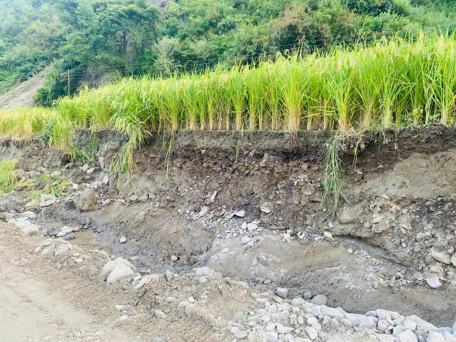 अविरल वर्षाको कारण सिन्धुलीमा ३८ हेक्टरमा रहेको धन बालिमा क्षेति