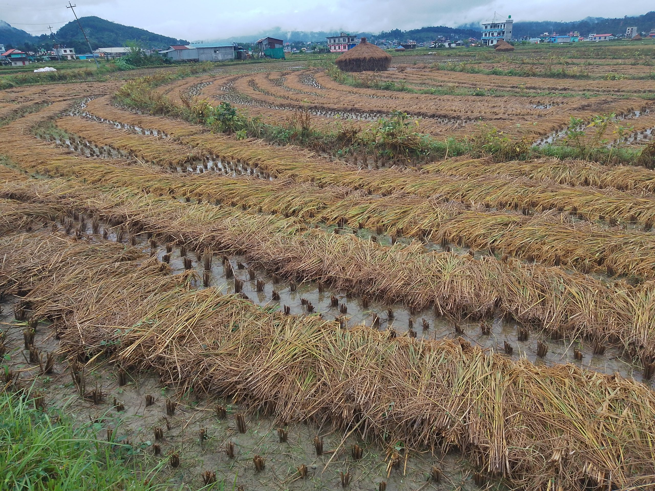 सिन्धुलीमा धान बाली भित्र्याउने समयमा झरी परेपछि किसान चिन्तित