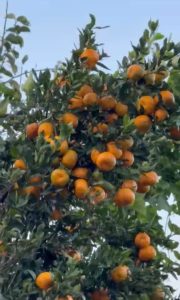 सिन्धुलीका किसानलाई जुनार सुन्तला टिप्न भ्याईनभ्याई