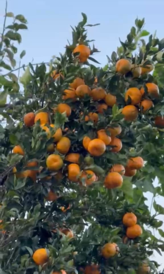 सिन्धुलीका किसानलाई जुनार सुन्तला टिप्न भ्याईनभ्याई