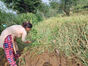 पाकेको धान बोटमा नै उम्रिन थाले पस्चात किसान चिन्तित