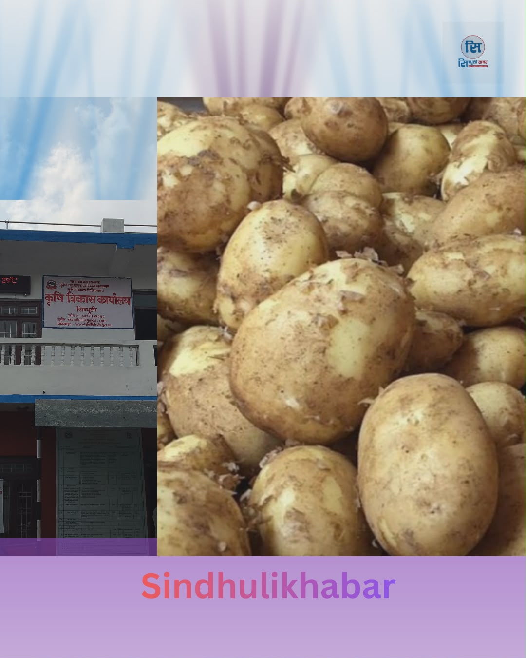 ४७ हजार मेट्रिक टन भन्दा बढि हिउँदे आलु उत्पादन