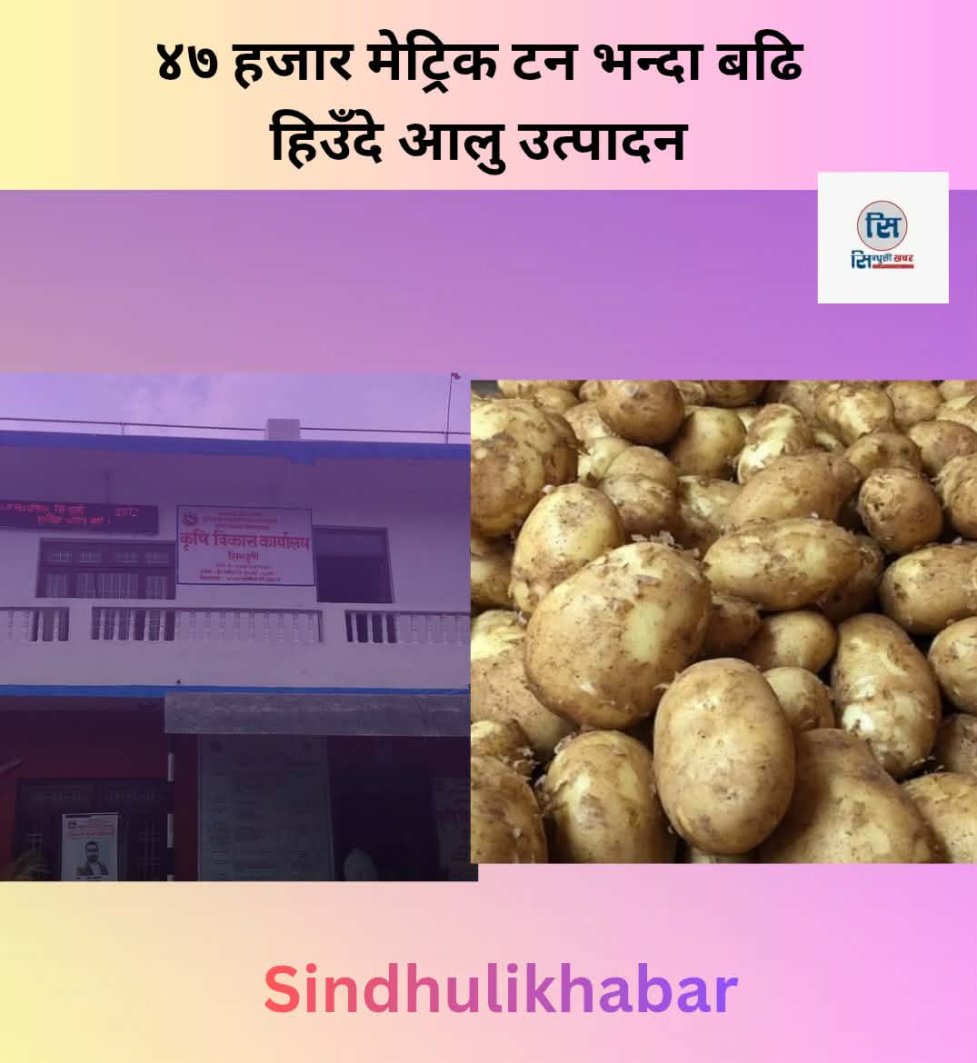 ४७ हजार मेट्रिक टन भन्दा बढि हिउँदे आलु उत्पादन