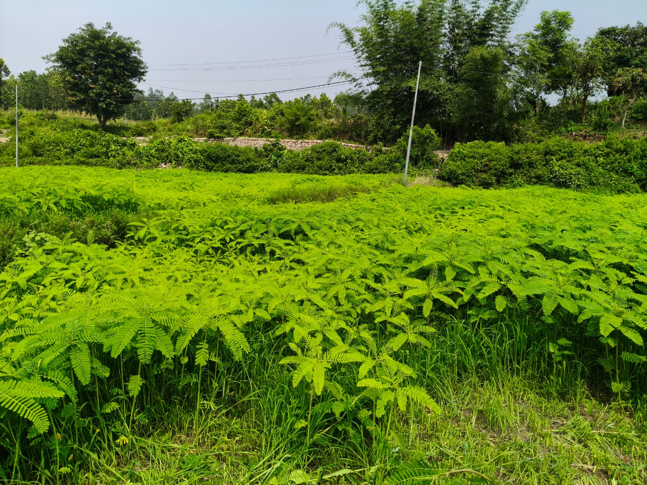 खेतीप्रति किसानको आत्मविश्वास बढाउँदै ढैँचा