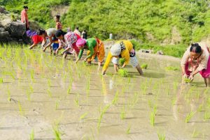 सिन्धुलीमा धान रोपाइँ अन्तिम चरणमा,तेस्रो सातासम्म सकिने
