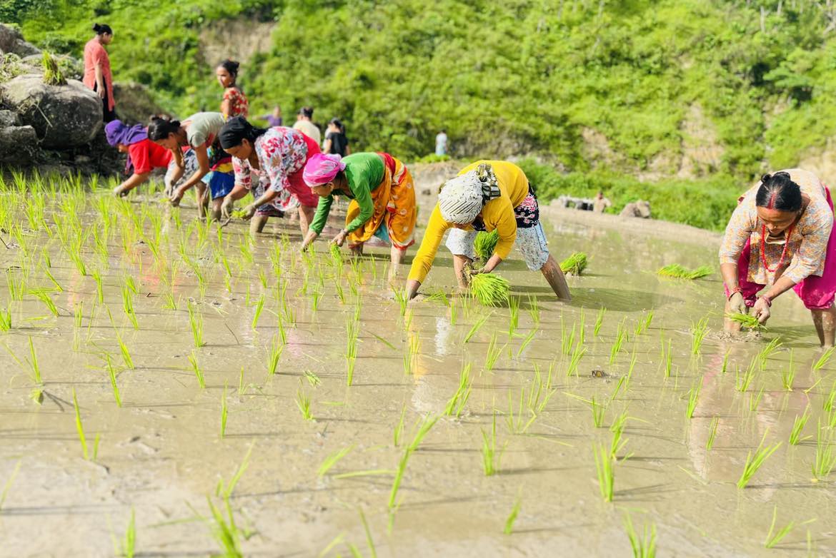 सिन्धुलीमा धान रोपाइँ अन्तिम चरणमा,तेस्रो सातासम्म सकिने