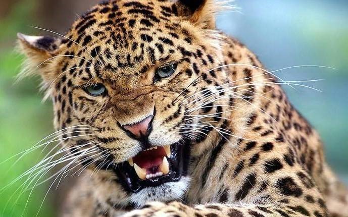 सिन्धुलीमा वन्यजन्तुको त्रास : गोठदेखि खेतसम्म किसानको क्षति