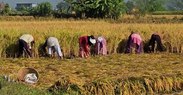 दशैँ सकिएसँगै धान काट्न व्यस्त किसान, मौसमको चिन्ताले पिरोल्दै