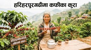 कफी खेतीमा भविष्य खोज्दै हरिहरपुरगढीका किसान