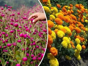 सिन्धुलीमा फूलखेतीबाट वार्षिक आठ लाखसम्म नाफा, तिहारमा भारतबाट फूल ल्याउन नपर्ने अनुमान